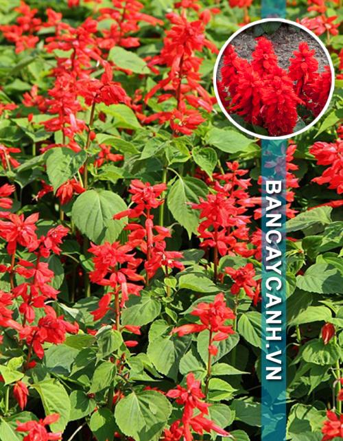 CÂY XÁC PHÁO - SALVIA SPLENDENS